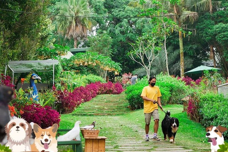 Rumah Guguk: Surga Bagi Pecinta Anjing Di Bandung