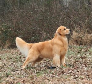 Anjing Golden Retriever