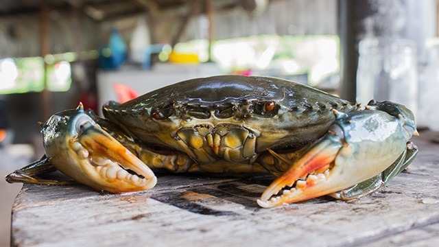 Kepiting Bakau