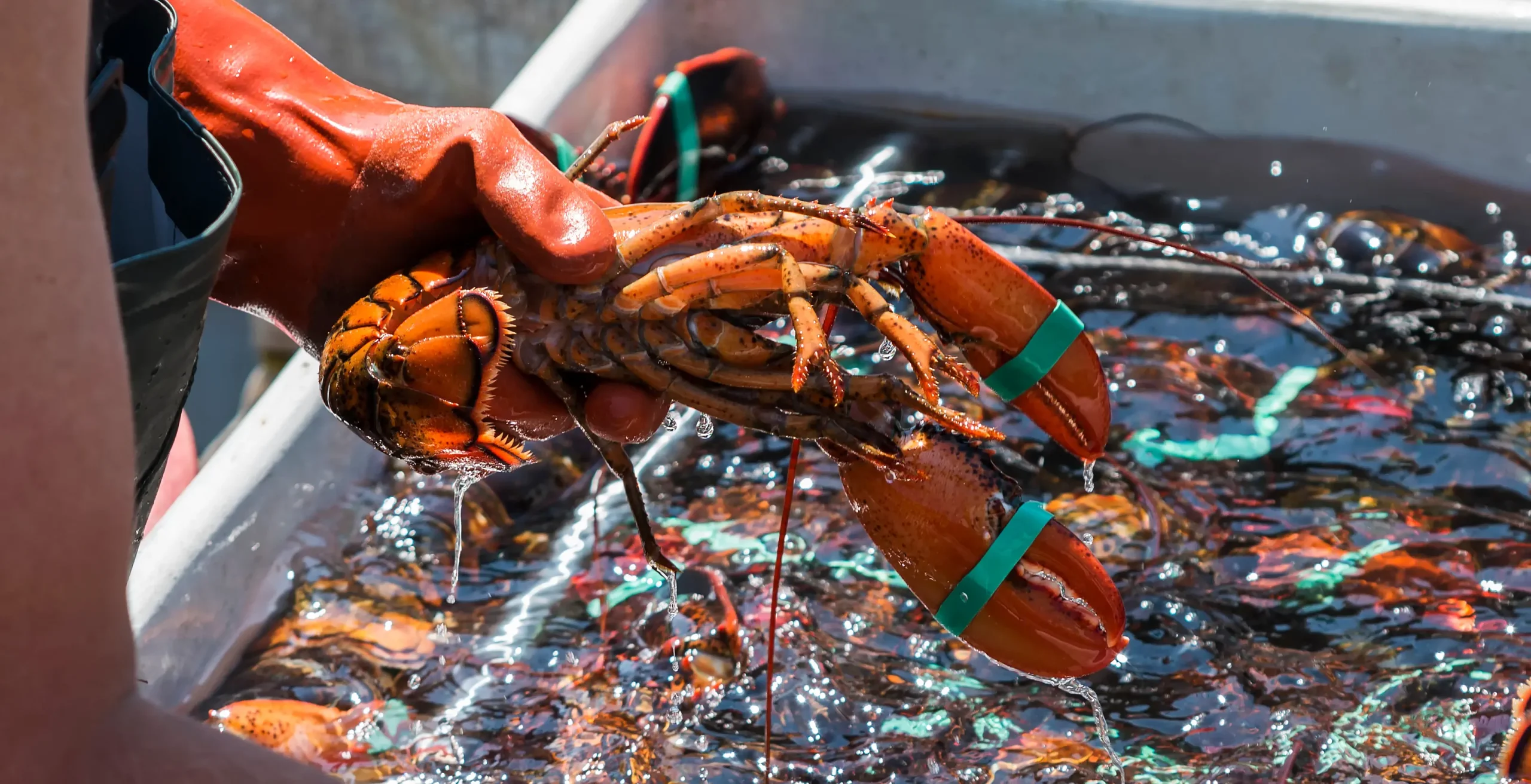 Cara Menikmati Lobster Nova Scotia