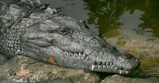 Crocodylus acutus