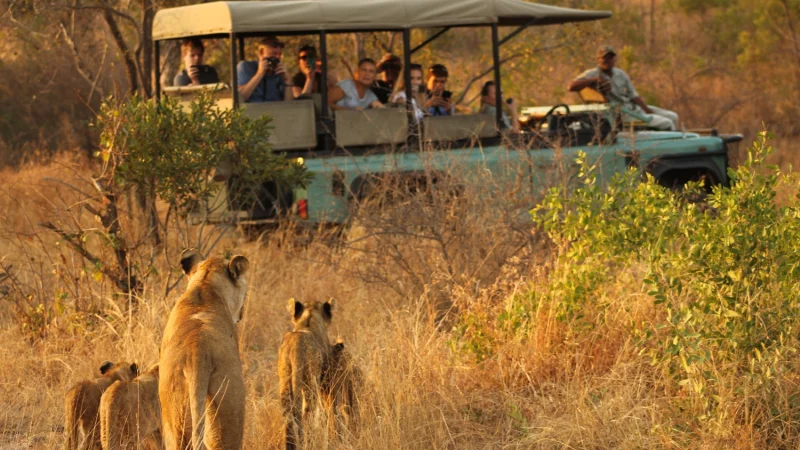 Kruger National Park Discovering South Africa’s Wildlife Wonderland