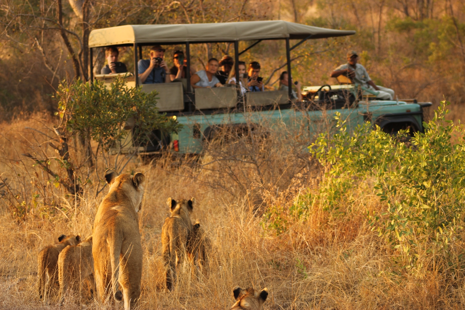 Kruger National Park: Discovering South Africa’s Wildlife Wonderland