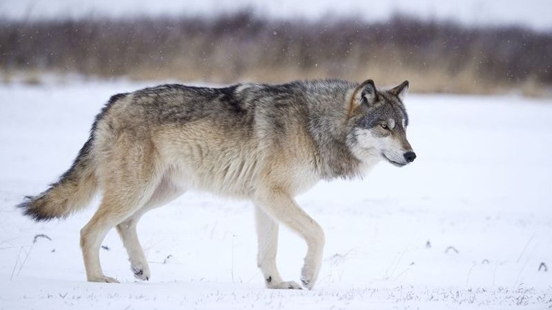 Northwestern wolf