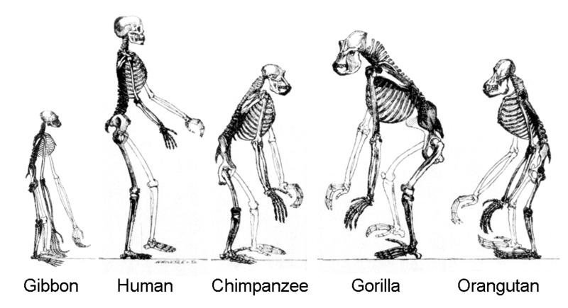 The Human History