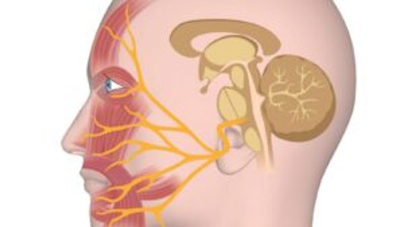 Olfactory nerves