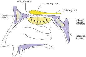 Olfactory Nerves