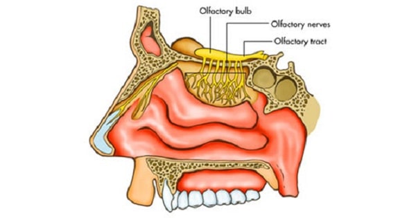 Olfactory Nerves