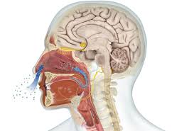 Olfactory Nerves