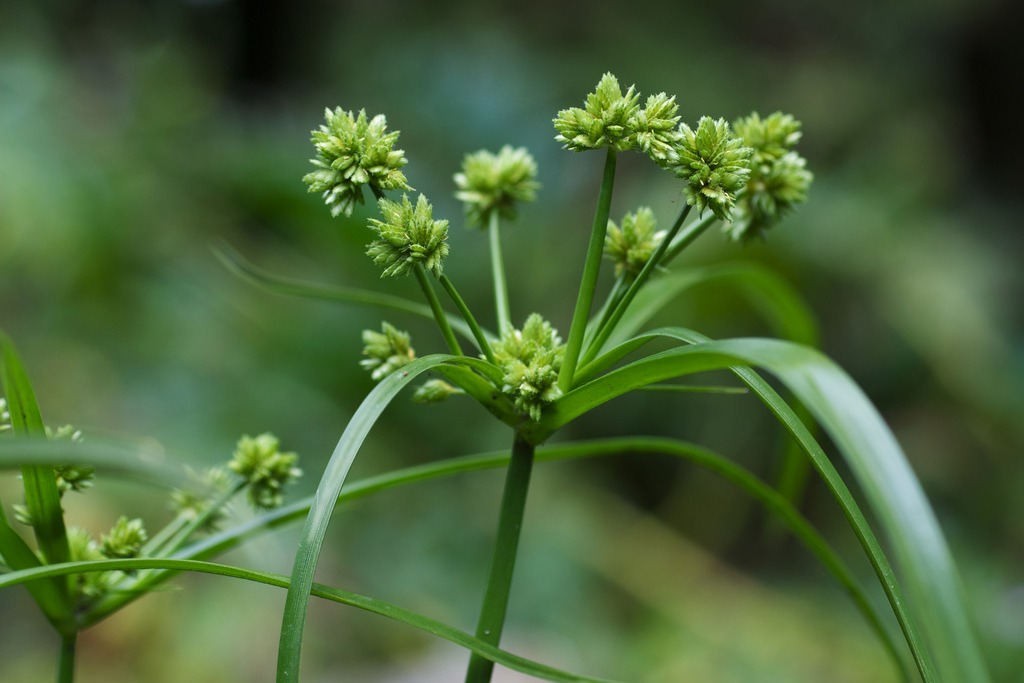 Cyperus