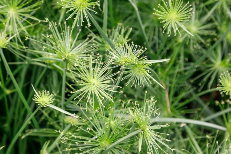 Cyperus