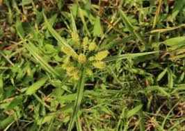 Cyperus