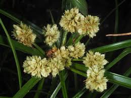 Cyperus